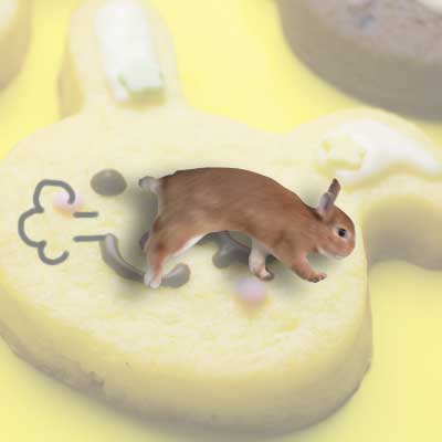 うさぎクイズ3