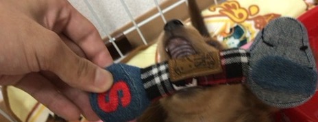 狂犬画像