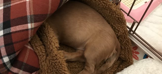 こまめのおしり２