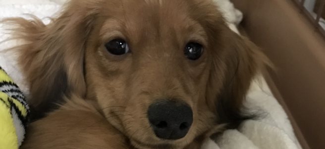 寝起きこまめ2